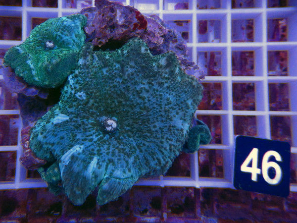 Discosoma spec. grün (46)