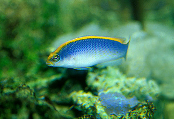 Pseudochromis flavivertex - gelb-blauer Zwergbarsch (wild)