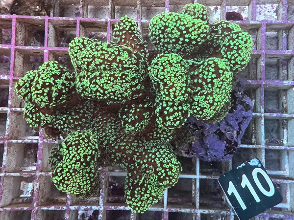 Stylophora pistillata - Buschkoralle grün (110)