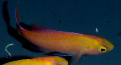 Pseudanthias parvirostris - Diadem-Fahnenbarsch, Männchen