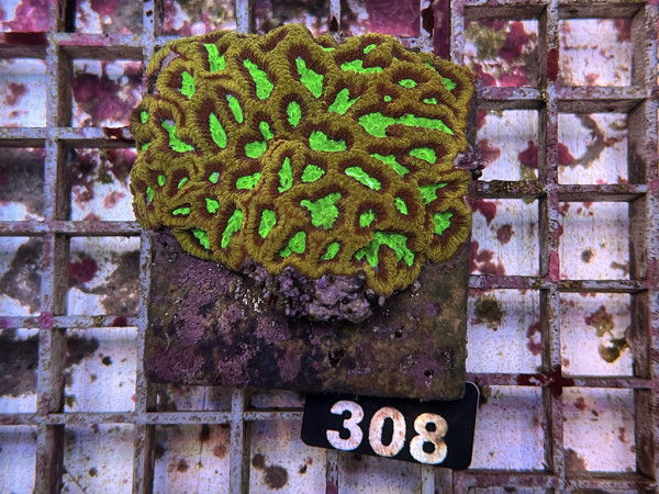 Favites spec. - Favites Frag (308)