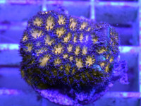 Leptastrea spec. - Leptastrea orange Frag Leptastrea spec. - Leptastrea orange Frag