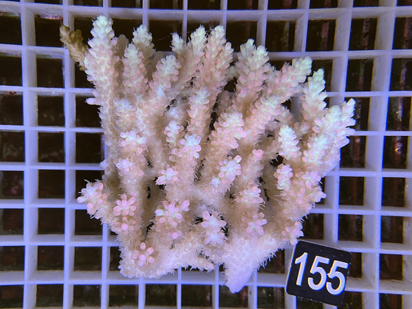 Acropora microlados - Strawberry shortcake (155)