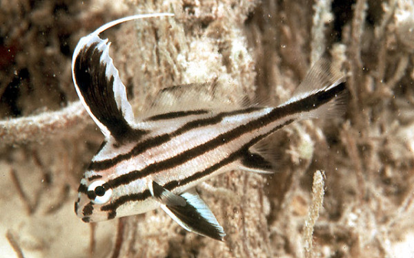 Pareques acuminatus - Streifen-Ritterfisch