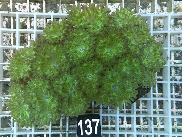 Duncanopsammia axifuga - Duncanopsammia (137)