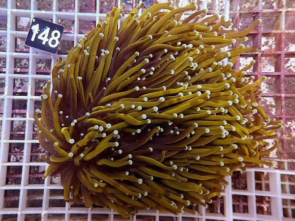 Euphyllia glabrescens - Golden Torch (148)