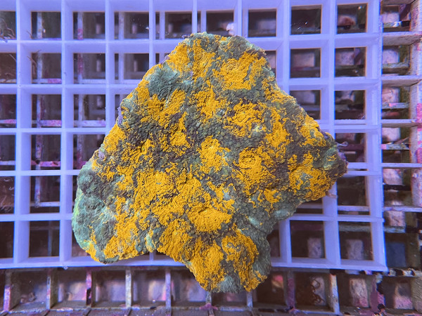 Acanthastrea echinata - Acanthastrea echinata ultra