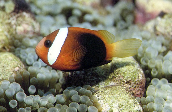Amphiprion melanopus - Schwarzflossen-Anemonenfisch