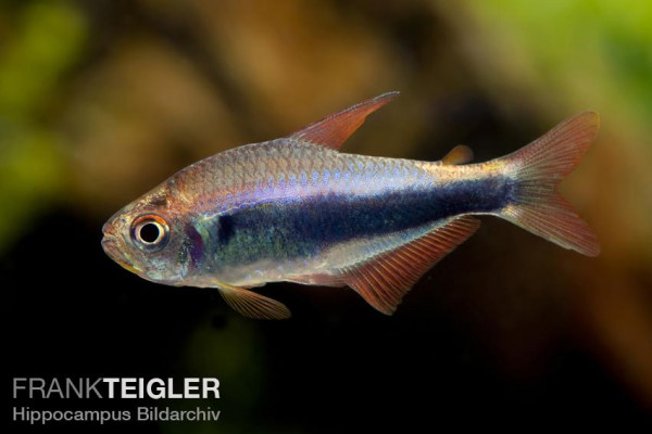 Hyphessobrycon margitae - Blau-Roter Perusalmler