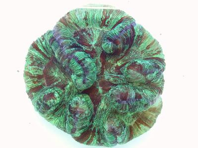 Wellsophyllia radiata - Hirnkoralle grün (E 01149/18)