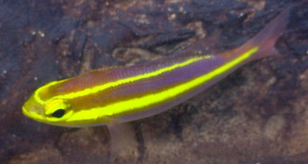 Pentapodus emeryii - Bananenfisch