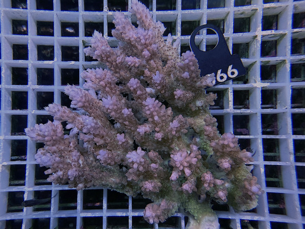 Acropora sp. ultra (066)