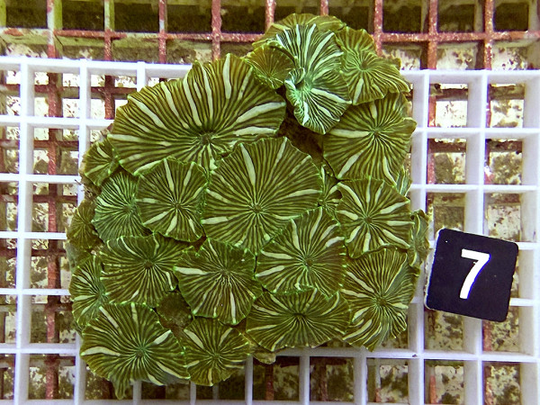 Discosoma spec. (7)