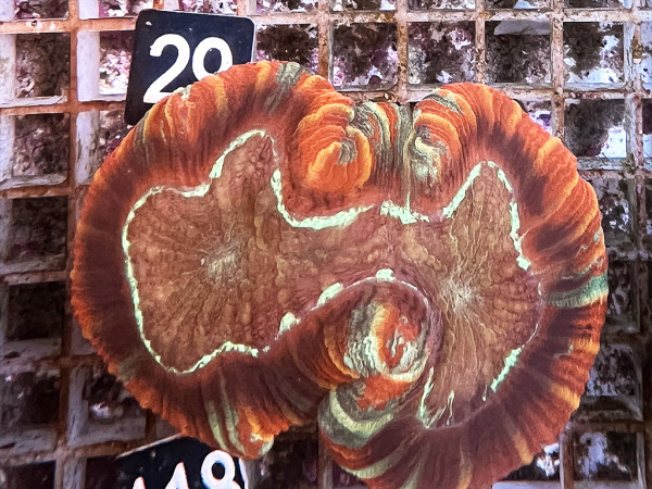Trachyphyllia geoffroyi multicolor (29)