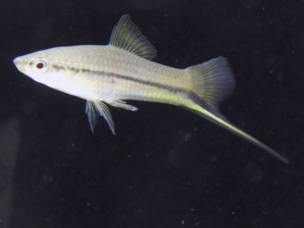 Xiphophorus signum - Komma Schwertträger