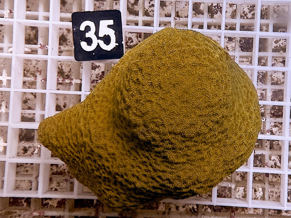 Psammocora sp. - oange (35)