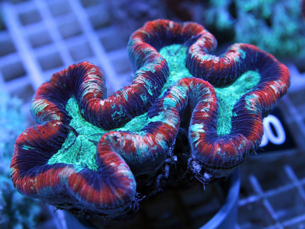 Trachyphyllia geoffroyi tricolor (60)