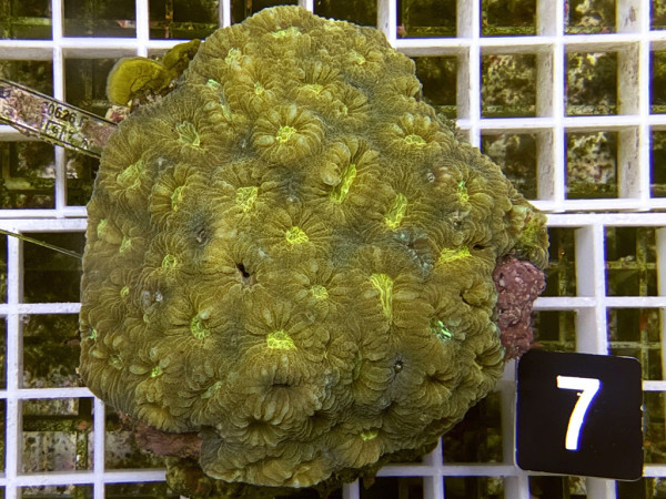 Favia spec.(7)
