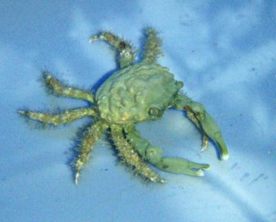 Mithraculus sculptus - grüne Dreieckskrabbe (Algenfresser). Paar