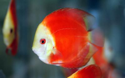 Symphysodon aequifasciatus - Marlboro Red Diskus 10-12cm