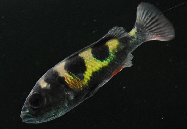 Haplochromis obliquidens - 5-6cm
