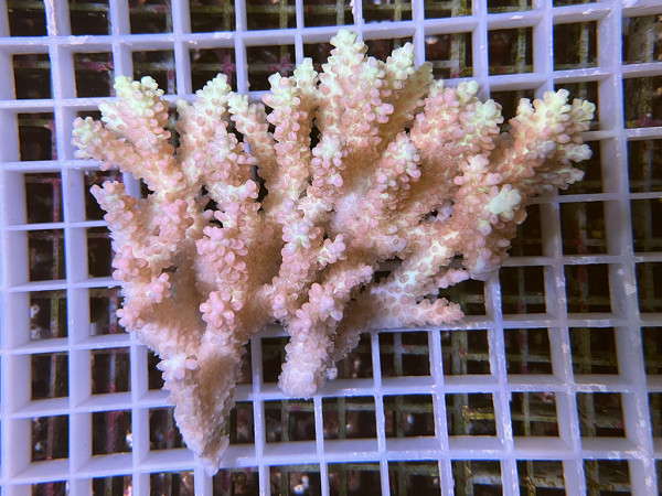 Acropora microlados. - Strawberry shortcake (DE-E 00340/26)
