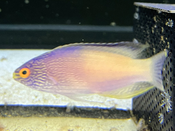 Cirrhilabrus rhomboidalis - Lanzett-Zwerglippfisch, Männchen