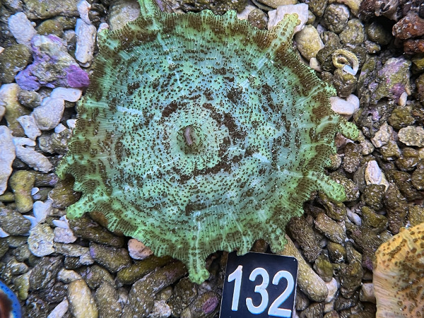 Discosoma carlgreni Karibische Scheibenanemone (132)