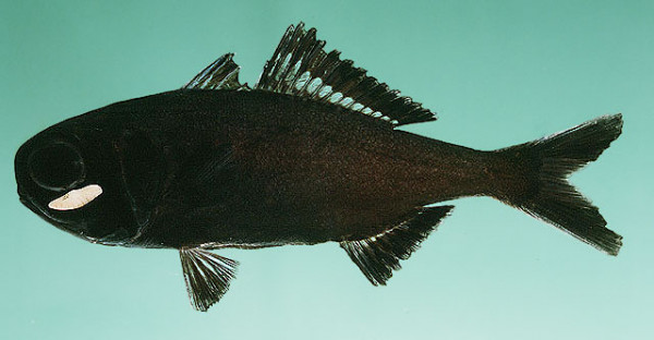Anomalops katoptron - Laternenfisch 6-8cm