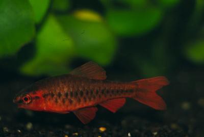Puntius titteya - Bitterlingsbarbe