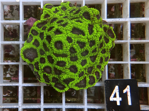 Favia spec.- ultra (41)