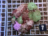 Discosoma spec. (7) Discosoma spec. (7)