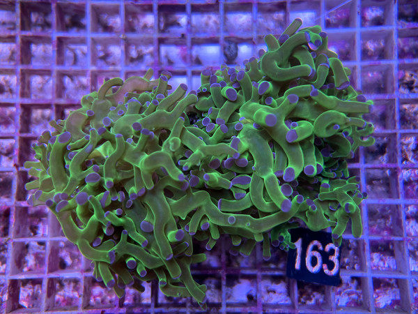 Euphyllia paradivisa bicolor (163)