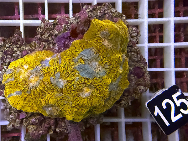 Echinophyllia spec. - Chalice ultra (125)