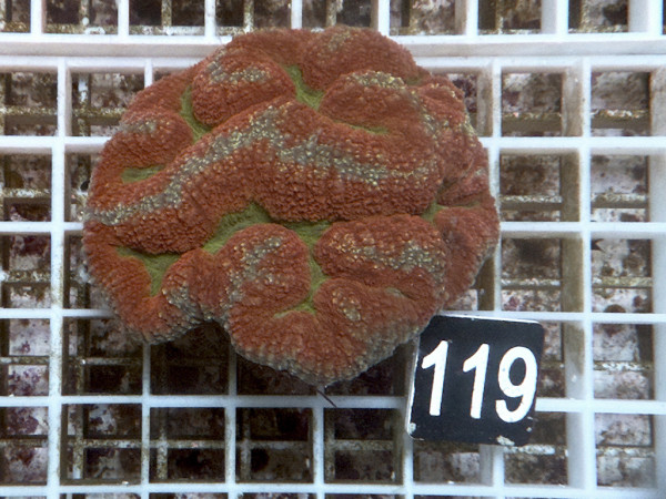 Symphyllia spec. (119)