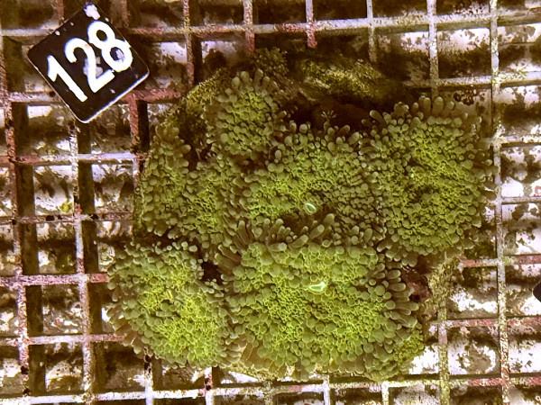 Ricordea yuma - Yuma Scheibenanemonen (128)