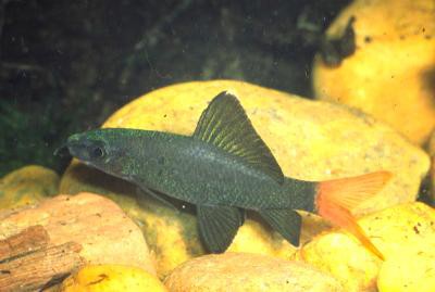 Epalzeorhynchos bicolor - Feuerschwanz-Fransenlipper