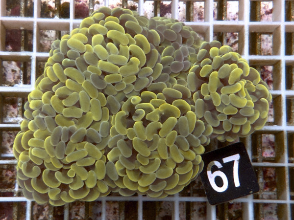 Euphyllia paraancora gold (67)