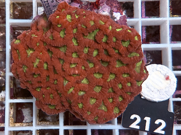 Favites spec. - Favites ultra (212)