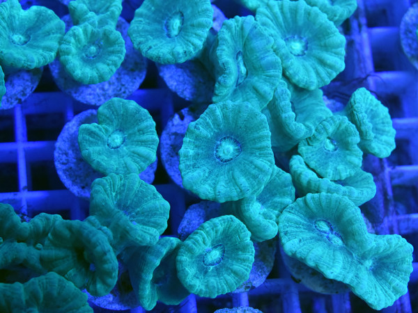 Caulastrea spp. - neongrün Frag (Einzelpolyp)