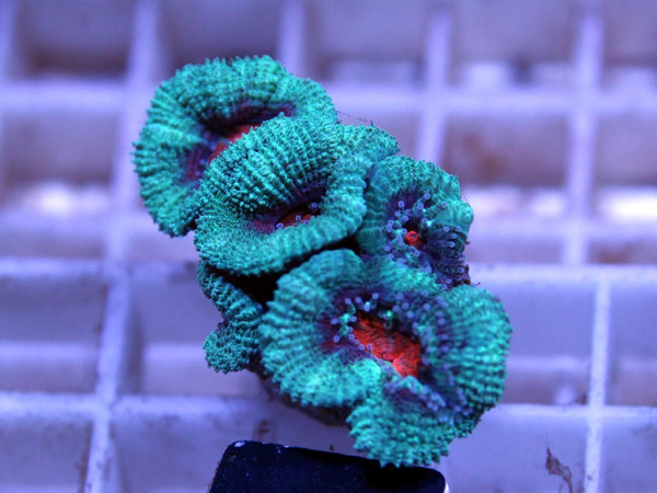 Acanthastrea spec. Frag (4)