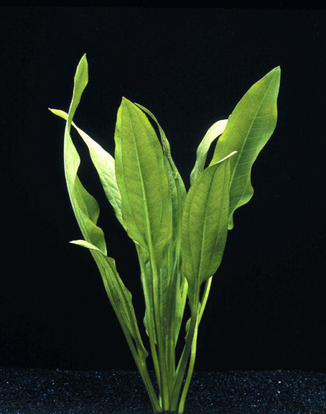 Echinodorus parviflorus Tropica - Schwarze Schwertpflanze, Topf