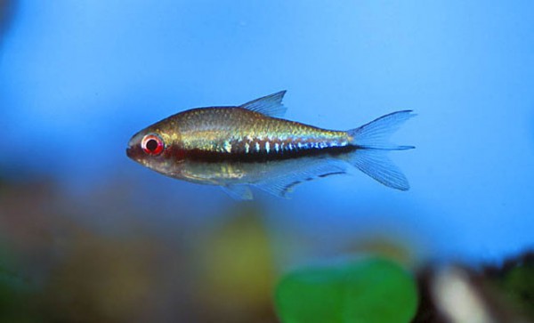 Nematobrycon palmeri - Schwarzer Kaisersalmler