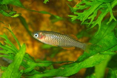 Pseudomugil reticulatus - Gabelschwanz Regenbogenfisch