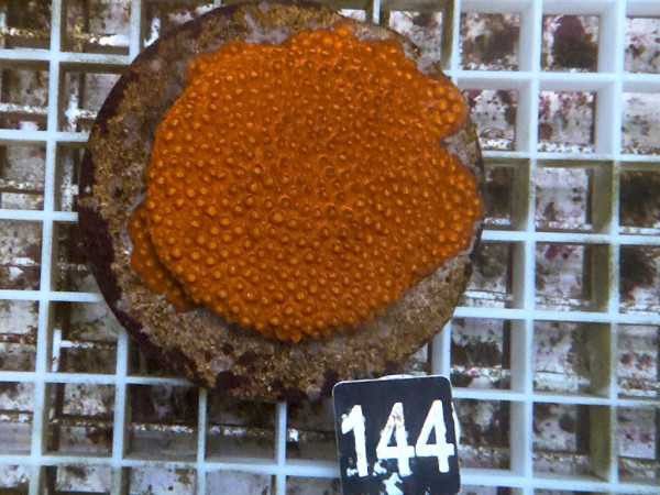 Cyphastrea spec. - Cyphastrea rot (144)