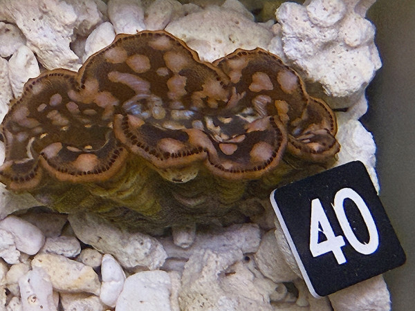 Tridacna maxima 6 cm (40)