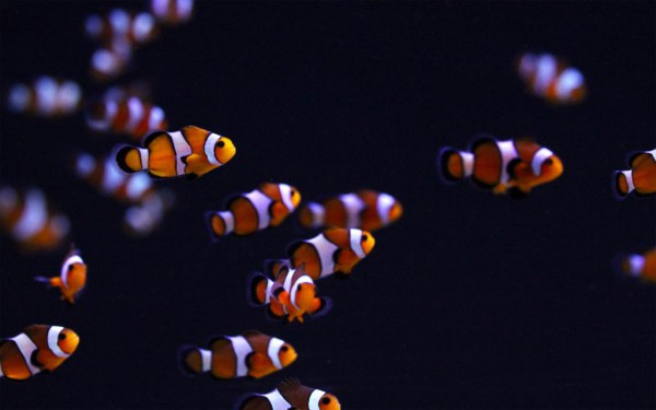 Amphiprion ocellaris - falscher Clown-Anemonenfisch (wild)