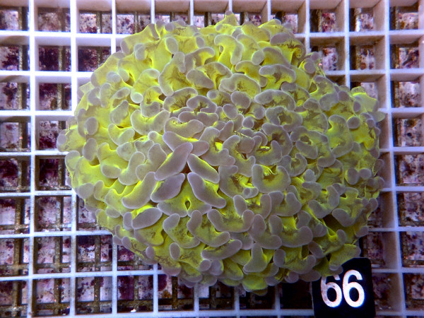 Euphyllia ancora - bicolor (66)