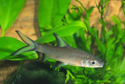 Balantiocheilos melanopterus - Haibarbe, 4-5cm