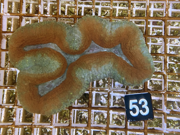 Lobophyllia spec. ultra (53)